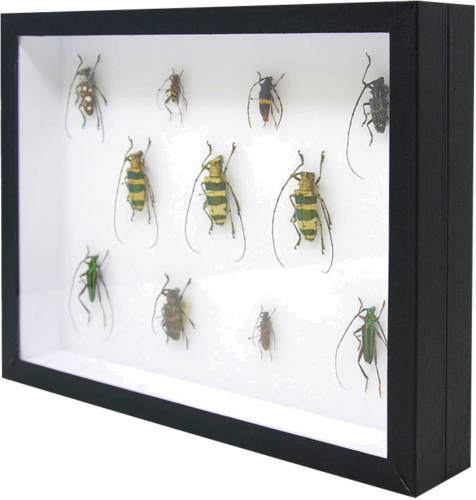 Insect Display Box (5)