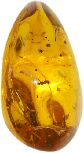 5,55 g Amber Nugget with inclusion (1)