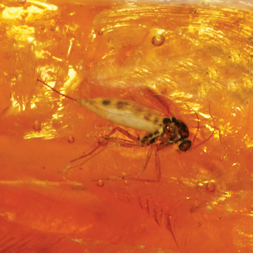 8,45 g Amber Nugget with inclusion (4)