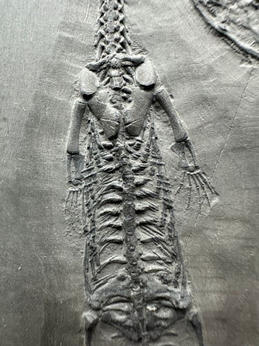 Rāpuļa fosilija (Keichousaurus), Ķīna, aptuveni 251–201 miljoni gadu (2)