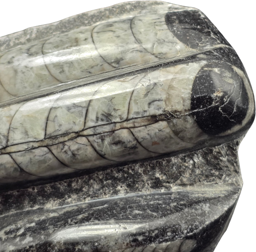 Orthoceras moliuskų fosilija, 12 cm, Marokas (2)