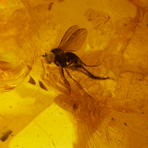 22,15 g Amber Nugget with fly inclusion (4)