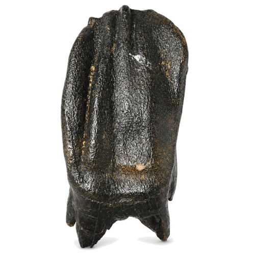 Woolly rhinoceros tooth fossil Coelodonta antiquitatis, 9.5 x 4.5 cm, Russia (1)