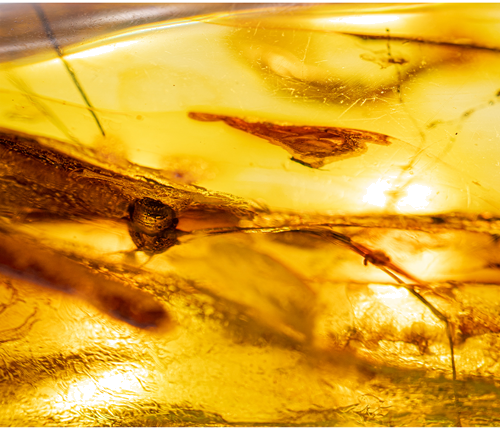 42 g Amber Nugget with spider inclusion (4)