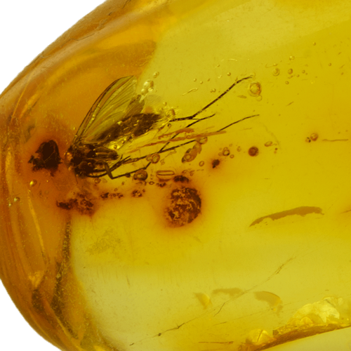 13,50 g Amber Nugget with fly inclusion (2)
