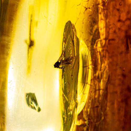 91,85 g Gintaro grynuolis su inkliuzu (2)