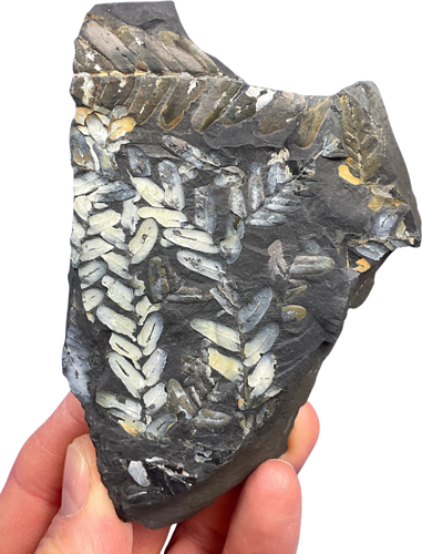 Ископаемые листья растения (Neuropteris), Германия, ~308–305 млн лет (2)