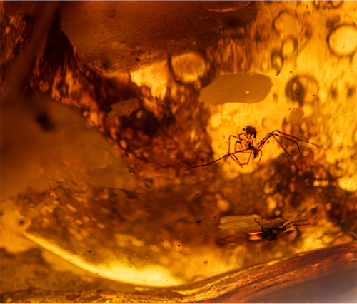 Самородок янтаря с инклюзом 58,45 г (2)