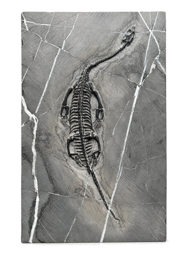 Rāpuļa fosilija (Keichousaurus), Ķīna, ~242–237 milj. gadu (1)