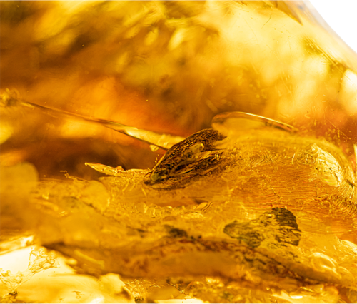 63,60 g Amber Nugget with inclusion (3)