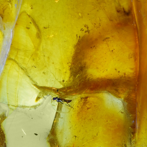 13,65 g Amber Nugget with inclusion (2)