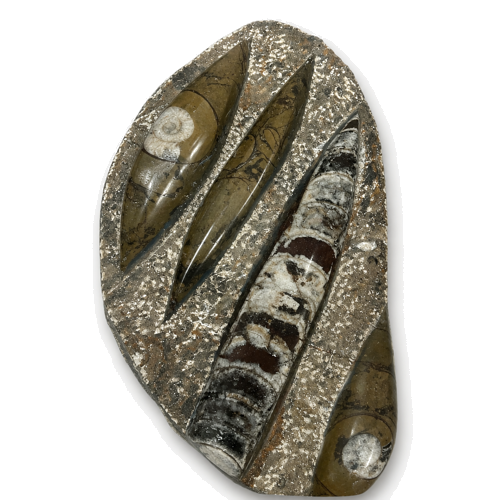 Cephalopod Fossil Plate (Orthoceras and Goniatites), Morocco, Approx. 419.2–358.9 Million Years Old (1)