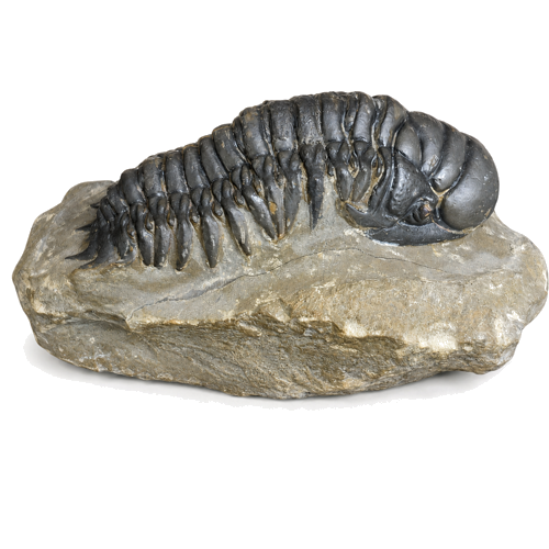 Trilobito fosilija (Crotalocephalus), Marokas, 419–358 mln. m. (1)