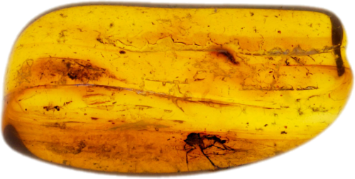 1,55 g Amber Nugget with inclusion (1)