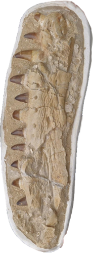 Mozazauro (Mosasaurus beaugei) žandikaulio fosilija, 74 x 24,5 cm, Marokas (1)