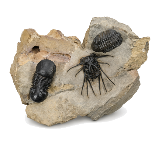 Ископаемые трилобиты (Dicranurus monstrosus, Reedops, Paralejurus), Марокко, ~419,2–393,3 млн лет (1)