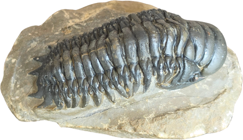 Trilobito fosilija (Crotalocephalus), Marokas, 419–358 mln. m. (2)