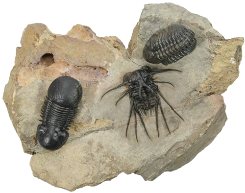 Trilobitų fosilijos (Dicranurus monstrosus, Reedops, Paralejurus), Marokas, ~419,2–393,3 mln. m. (1)