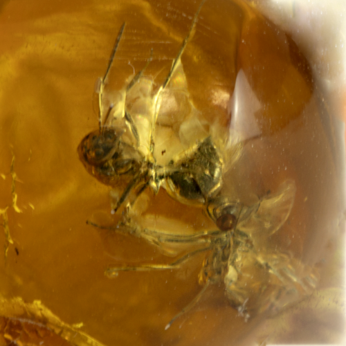 21,90 g Amber nugget with inclusions (3)