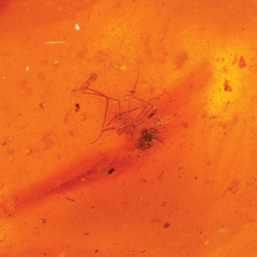 Янтарь с инклюзом 10,95 г (5)