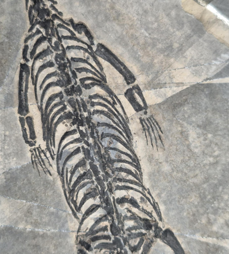 Keichousaurus hui roplio fosilija, 14,7 x 9 cm, Kinija (2)