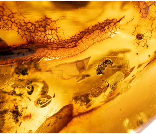 42,55 g Gintaro grynuolis su inkliuzu (2)