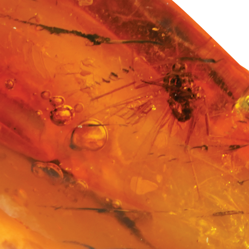 2,45 g Amber Nugget with inclusion (5)