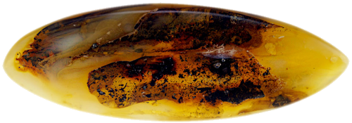 6,25 g Amber Nugget with inclusion (2)