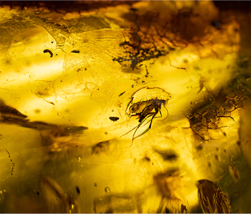 41,05 g Amber Nugget with inclusion (3)