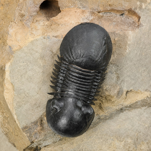 Trilobitų fosilijos (Dicranurus monstrosus, Reedops, Paralejurus), Marokas, ~419,2–393,3 mln. m. (2)