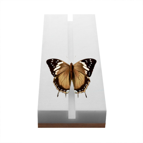 Entomoloģiskā kukaiņu izstiepšanas dēlis ar Plastazote pamatni (1)