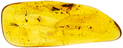 2,40 g Gintaro grynuolis su inkliuzu (1)