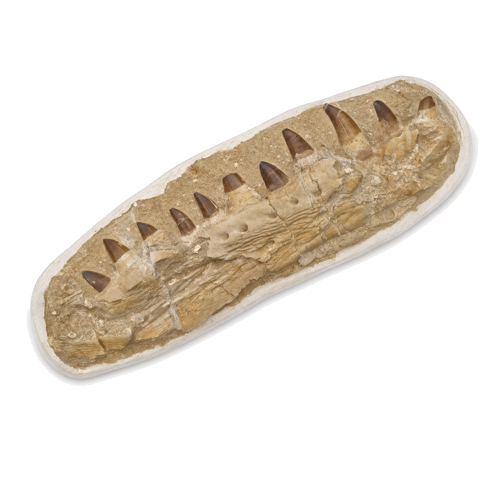 Mozazaura (Mosasaurus beaugei) žokļa fosilija, 74 x 24,5 cm, Maroka (3)