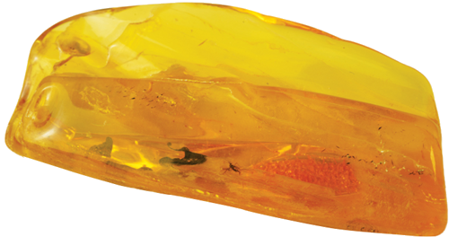 10,90 g Amber Nugget with inclusion (3)