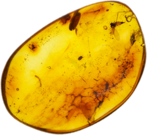 0,90 g Gintaro grynuolis su inkliuzu (1)