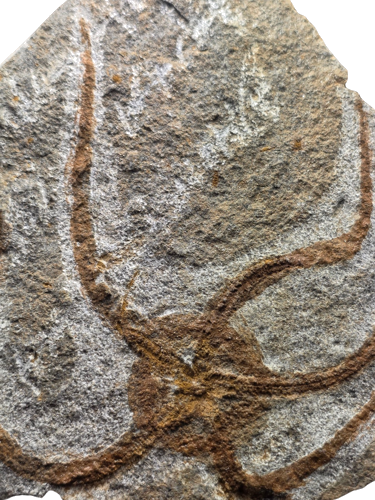 Morfossil of a starfish (or Starfish fossil), 12 cm, Morocco (2)