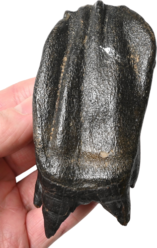 Фосил от зъб на вълнист носорог Coelodonta antiquitatis, 9,5 x 4,5 см, Русия (2)