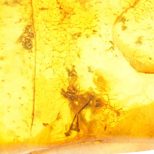 3,80 g Amber Nugget with inclusion (3)