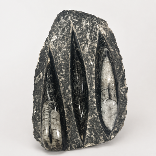 Pulēta galvkāju molusku fosiliju plāksne (Orthoceras), Maroka, ~370 milj. gadu (1)