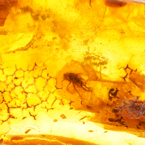 13,80 g Dzintara tīrradnis ar inkrustāciju (2)