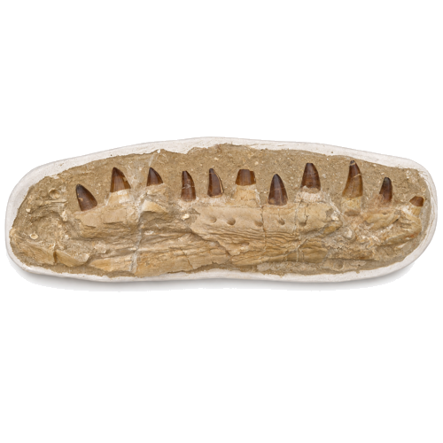 Mosasaurus (Mosasaurus beaugei) jaw fossil, 74 x 24,5 cm, Morocco (1)