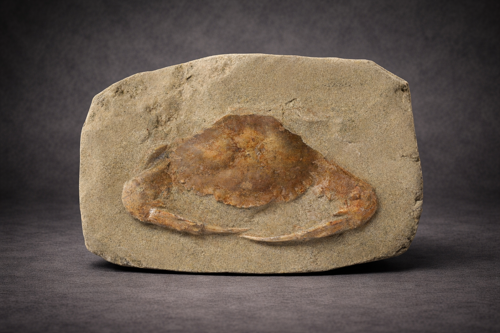 Charybdis krabo fosilija, 14 cm (3)