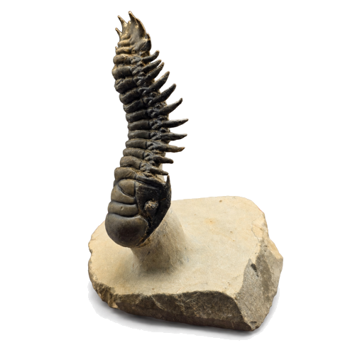 Trilobite fossil (Crotalocephalus), Morocco, 419.2–358.9 million years (2)