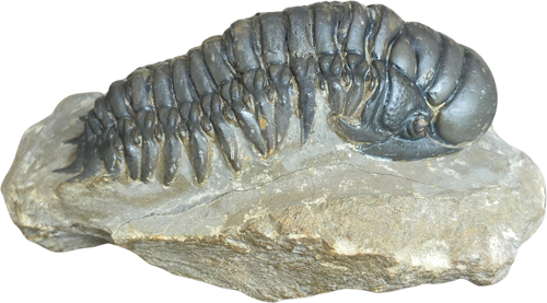 Trilobito fosilija (Crotalocephalus), Marokas, 419–358 mln. m. (1)
