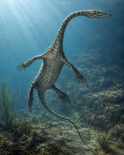 Reptile fossil (Keichousaurus), China, 251–201 million years (4)