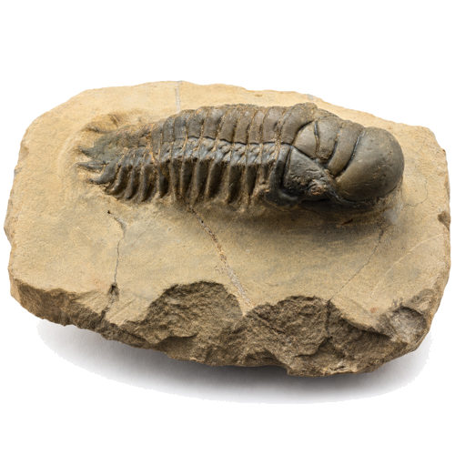 Trilobīta fosilija (Crotalocephalus), Maroka, 419,2–358,9 milj. g. (1)