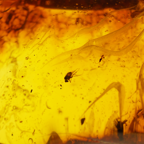 32,50 гр. Самороден кехлибар с фосил (2)