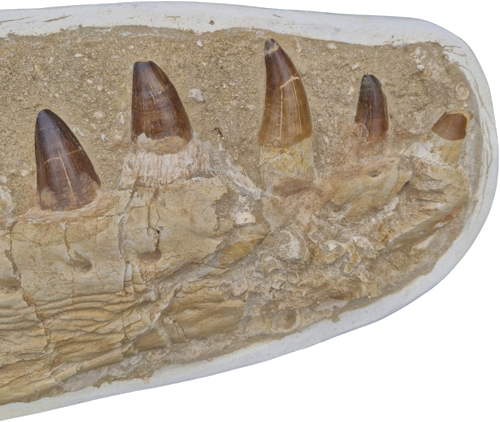 Ископаемая челюсть мозазавра (Mosasaurus beaugei), 74 x 24,5 см, Марокко (2)