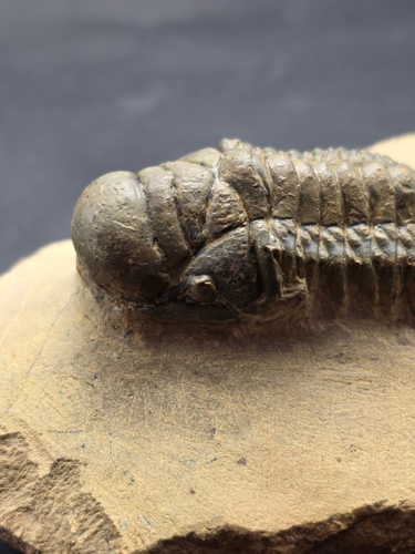 Фосил от трилобит (Crotalocephalus), Мароко, 419,2–358,9 млн. г. (2)