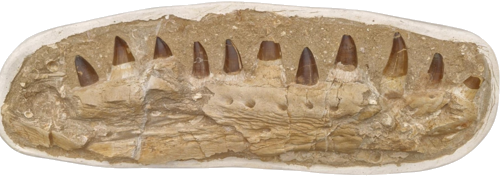 Фосил от челюст на мозазавър (Mosasaurus beaugei), 74 x 24,5 см, Мароко (1)